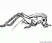 Coloriage Insecte sautant