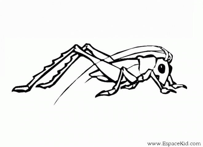 Coloriage et dessins gratuits Insecte sautant à imprimer