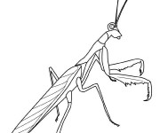 Coloriage et dessins gratuit Insecte simple à imprimer