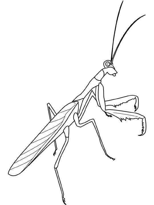 Coloriage Insecte simple dessin gratuit à imprimer