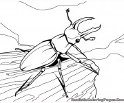 Coloriage Insecte vecteur