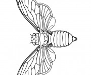Coloriage Insecte volant