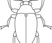 Coloriage Insecte vue de face