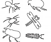 Coloriage et dessins gratuit Insectes à compléter à imprimer