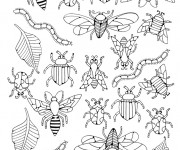 Coloriage Insectes differentes