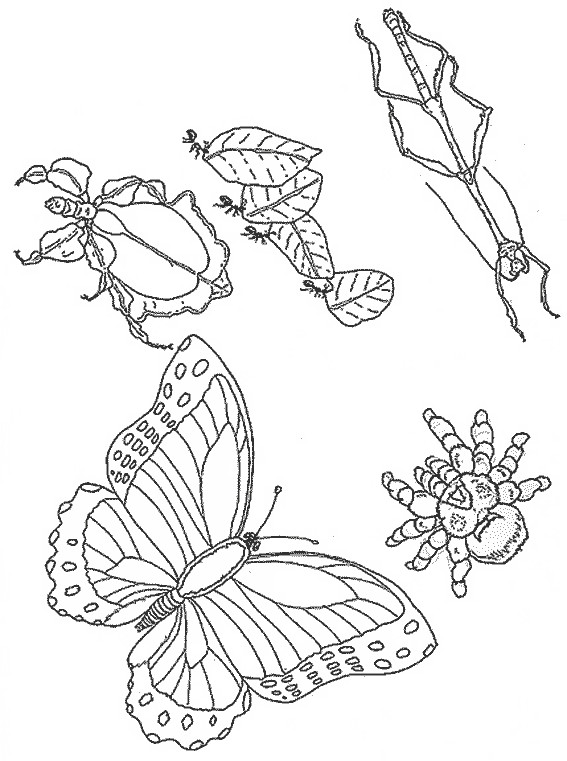 Coloriage De Coccinelle Imprimer Gratuit