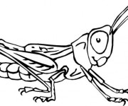 Coloriage Insectes Sauterelles