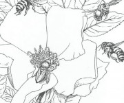 Coloriage Insectes sur les Fleurs