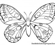 Coloriage Papillion magnifique