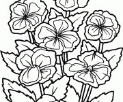 Coloriage et dessins gratuit Fleurs Cosmos à imprimer