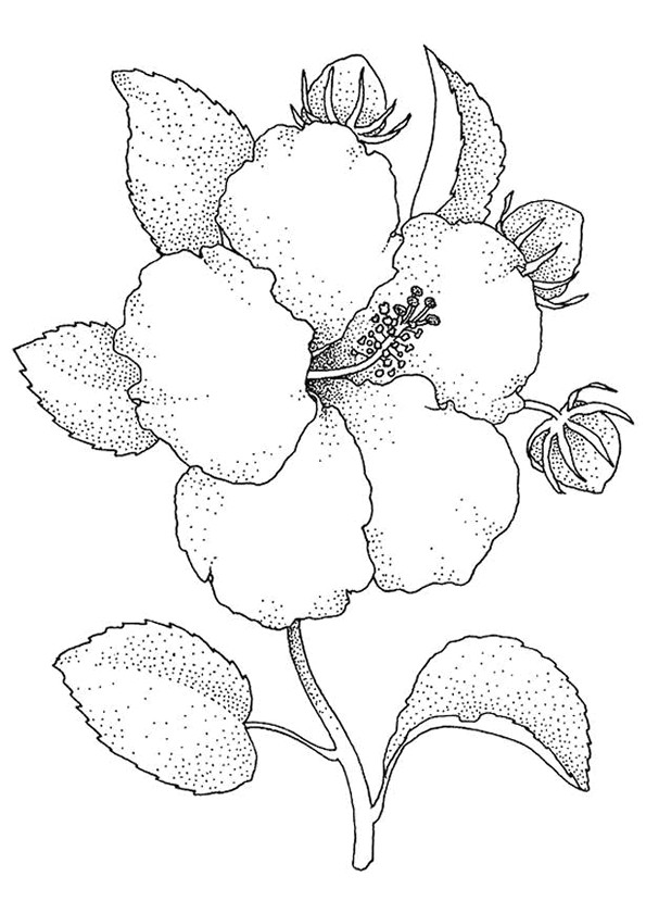 Coloriage Image De Fleur Réaliste Dessin Gratuit à Imprimer