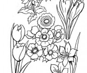 Coloriage Jardin Fleurs Lotus
