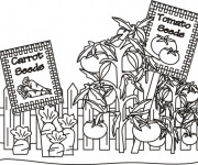 Coloriage Tomates et Carottes au jardin