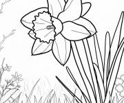 Coloriage Adorable jonquille