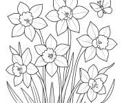 Coloriage Champs de jonquilles