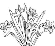 Coloriage Colorie l'illustration de Jonquille