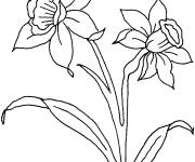 Coloriage et dessins gratuit Couple de fleurs de Jonquille à imprimer