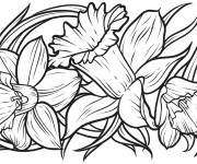 Coloriage Des fleurs de Jonquille d&eacute;taill&eacute;