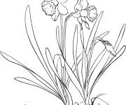 Coloriage et dessins gratuit Des fleurs de narcisse trompette à imprimer
