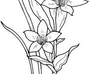 Coloriage et dessins gratuit Deux jonquilles dans la nature à imprimer