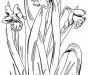 Coloriage et dessins gratuit Ensemble de Jonquilles à imprimer