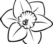 Coloriage Fleur Jonquille