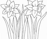 Coloriage et dessins gratuit Fleur jonquille petite section à imprimer