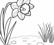 Coloriage Grosse fleur de jonquille