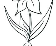 Coloriage Illustration narcisse
