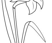 Coloriage Image de Jonquille