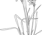 Coloriage et dessins gratuit Jolies fleurs de Jonquille à imprimer