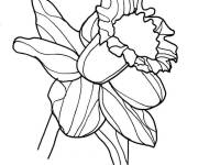 Coloriage et dessins gratuit Jonquille aimable à imprimer