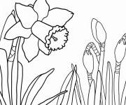 Coloriage Jonquille au crayon
