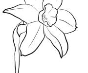 Coloriage et dessins gratuit Jonquille au p&eacute;tales ouvertes à imprimer