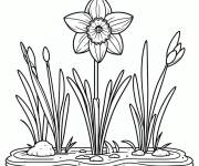 Coloriage Jonquille botanique