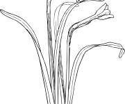 Coloriage Jonquille en jaune