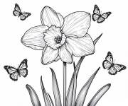 Coloriage Jonquille et papillon