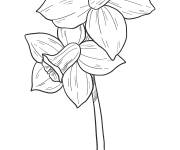 Coloriage et dessins gratuit Jonquille ou Narcisse à imprimer