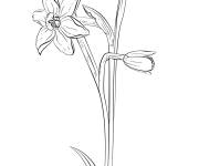 Coloriage Jonquille pour enfants