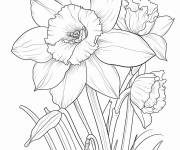 Coloriage Jonquille r&eacute;aliste