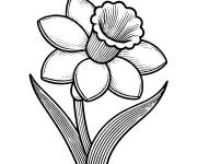 Coloriage Jonquille simple