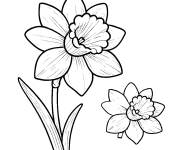 Coloriage Jonquille solitaire
