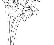 Coloriage et dessins gratuit Jonquilles du printemps à imprimer