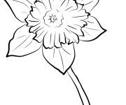 Coloriage Mod&egrave;le de Jonquille
