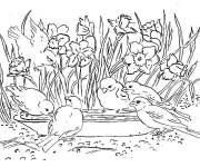 Coloriage Oiseaux et Jonquilles