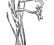 Coloriage et dessins gratuit Plante de narcisse au trois fleurs à imprimer
