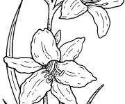 Coloriage et dessins gratuit Plantes de Jonquilles ou narcisses à imprimer