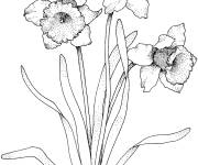 Coloriage et dessins gratuit Trois fleurs de Narcisses d&eacute;taill&eacute; à imprimer