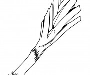 Coloriage L&eacute;gume Poireau