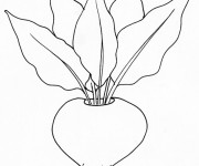 Coloriage L&eacute;gume Radis &agrave; colorier
